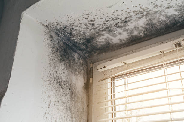 Affordable Black Mold Remediation solutions in Woodstock, MD